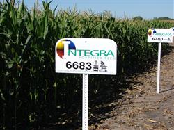 Integra Seed Corn Plot