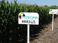 Integra Seed Corn Plot